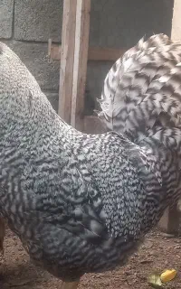 خروس آمارک