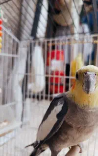 عروس هلندی گمشده