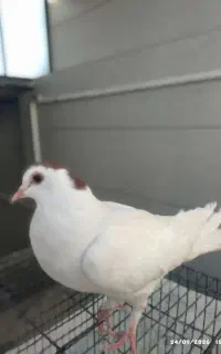 خال سر معاوضه با جوجه مرغ
