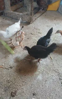 فروش ۷جوجه محلی ۳ماهه ۲۸۰لیکک