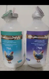 فروش غذا کبوتر