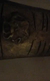زنگوله قوچ