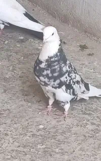 شازده سرور