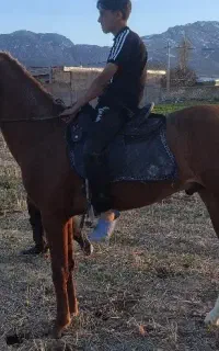 اسب نر  23ماهه