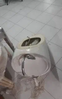 دستشور و شیر