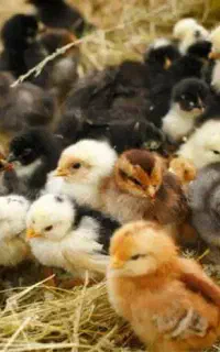 فروش جوجه بومی و نیمچه بالای ۵۰۰ عدد