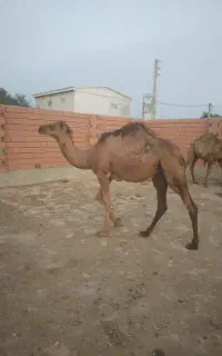 بچه شتر