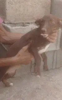 سگ پا کوتاه اصل نژاد دار
