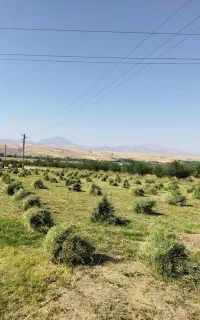 یونجه ی خالص (پشدورا)