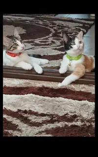 واگذاری دو عدد گربه ماده خواهرن