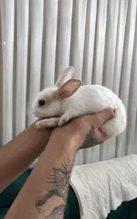 خرگوش