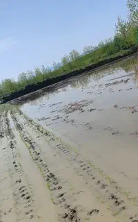 نیروی کار در شالیزار وکشاورزی