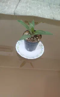 گل طبیعی موسی در گهواره