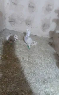دو عدد کبوتر  نر قلد ر  به شرط پرش  سارابگن وسار