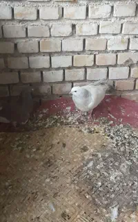 کبوترگم‌شده