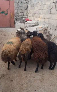 گوسفند داشتی شیشک