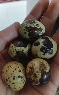 تخم نطفه دار و خوراکی بلدرچین