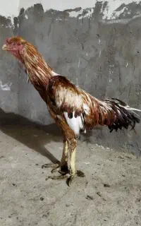 خروس لاری اصل 4 دونگ