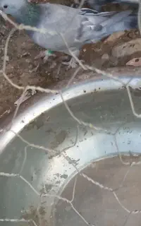 کبوتر های خاص وزیبا