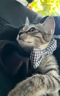 گربه