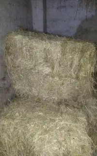 کا دسته بندی شده