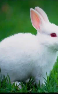 فروش یک جفت خرگوش سفید