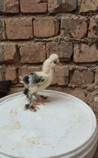 جوجه سلطان