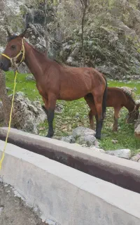 اسب ‌و مادیون باکره