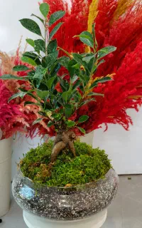 بنسای جنسینگ گلدون تراریوم
