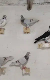 گوره پیازی