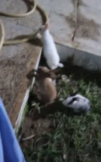 بچه خرگوش