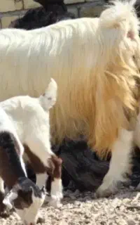 کهره کوچیک علف خور  خری.... دارم
