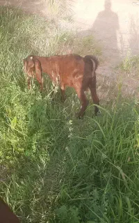 گوسفند پاکستانی