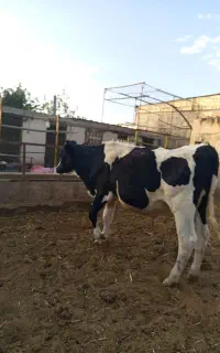 گاو هلشتاین