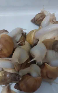 حلزون