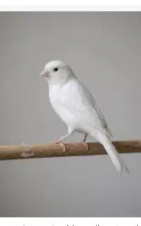 قناری باغی