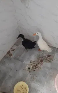 اردک دو عدد