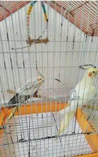 عروس هلندی نرو ماده