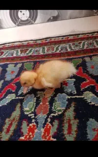 یه ساعت هوشمند اسمارت واچ پیام دهید