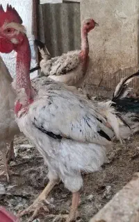 خروس گردن لخت جوان