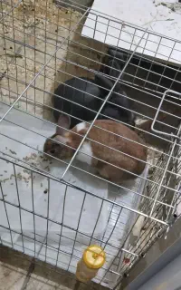 خرگوش