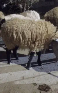 بره ماده