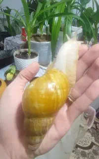 حلزون آلبینو