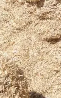 کاه جو تمیز