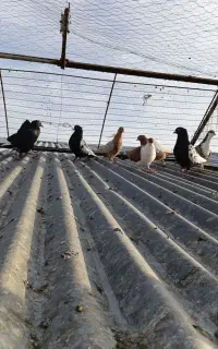 ۹تا کبوتر