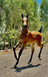 مرجع تخصصی(خریدوفروش.پانسیون نگهداری. کشش و سواری)