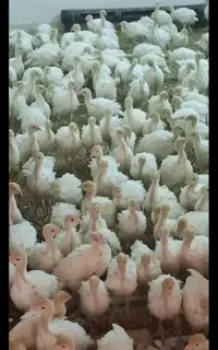 جوجه بوقلمون سفید اصل بیوتی