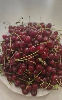 فروش آلبالوی محلی