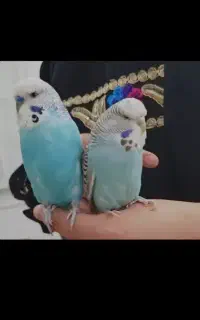 مرغ عشق نروماده