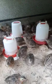 فروش بلدرچین زنده سالم و قیمت مناسب
